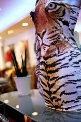 CC Fashion